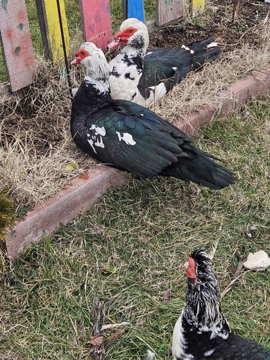 Бяла българка малки прасета