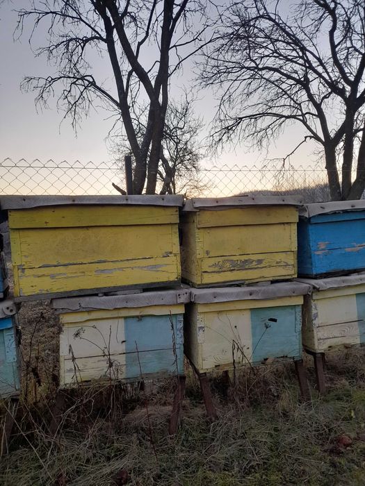 Lăzi stupi pentru albine - 100 lei/buc