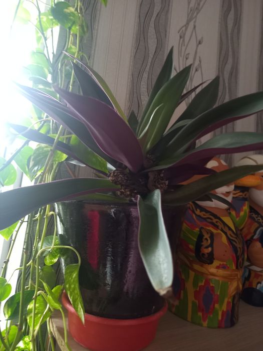 Цветы в горшках домашние