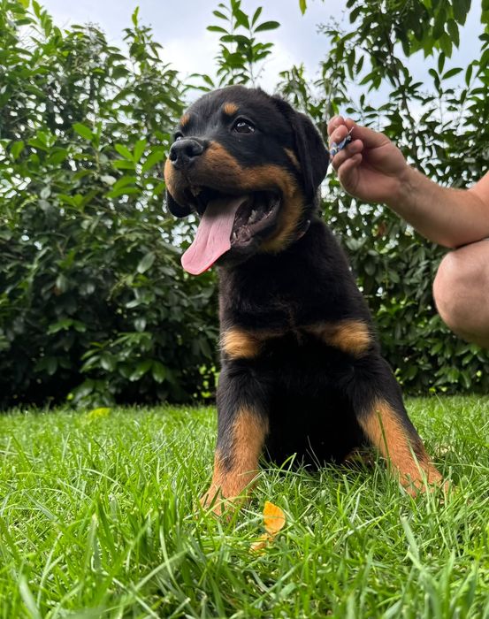 Pui rottweiler talie mare