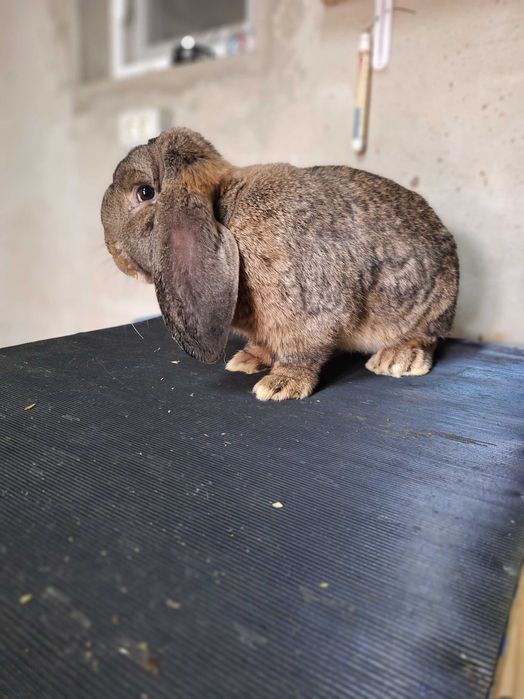 Berbec german de prasila