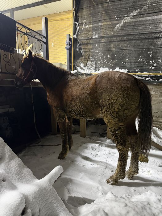 Дончак 4жасар аяақ қолы сау