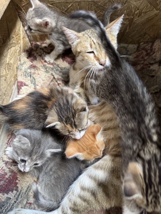 Котята бесплатно