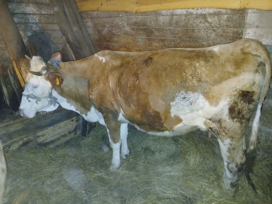 Vând vaca   de 5 ani,afăta de 7 luni