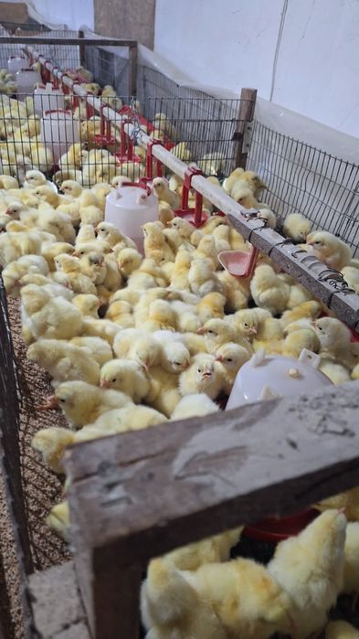 Броллеры суточные Кобб 500