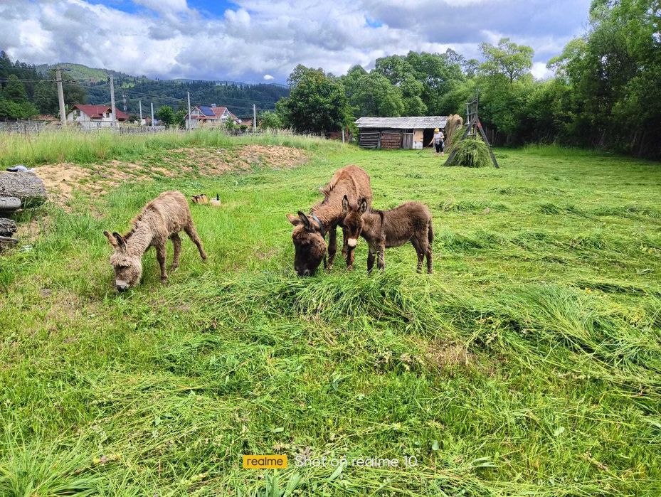 Lapte bio de magarita