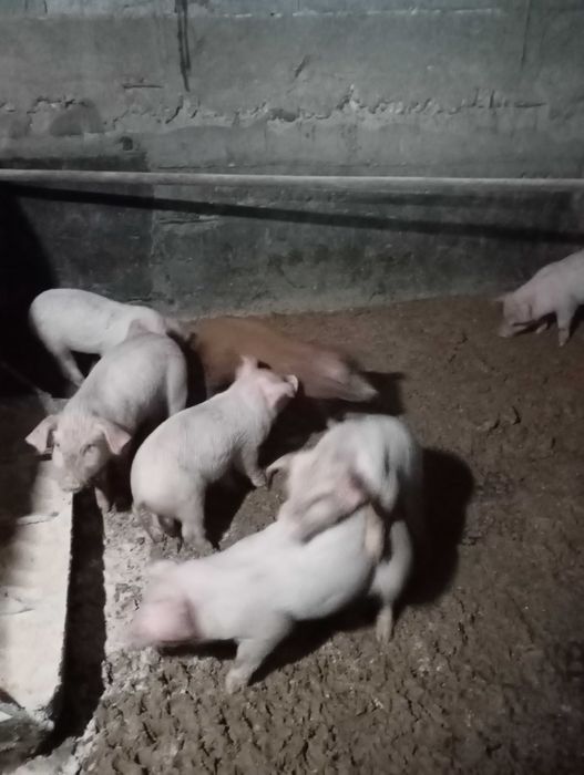 Продавам прасенца