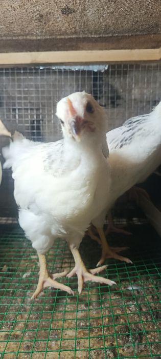 Adler tovuq jojalar 45,60,75 kunli