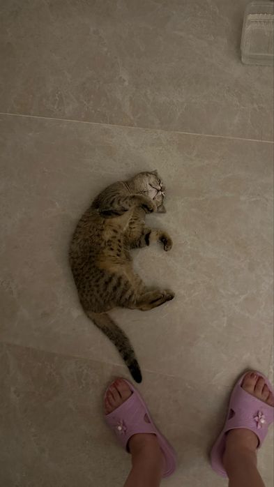Кошечка в добрые руки
