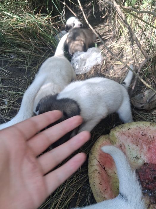 отдаётся щенки 9 штук