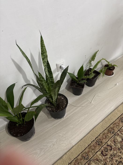 Комнатные растения цветы