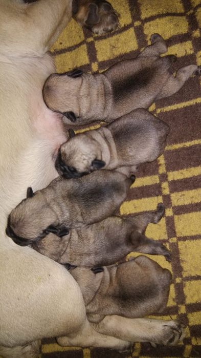 Продам щенков мопса.