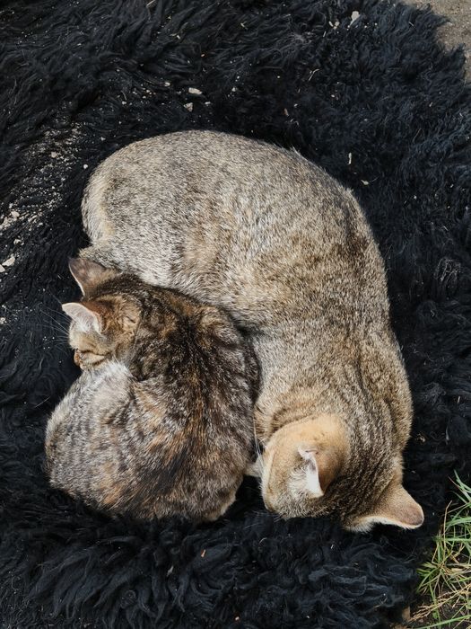 отдам котят и кошку
