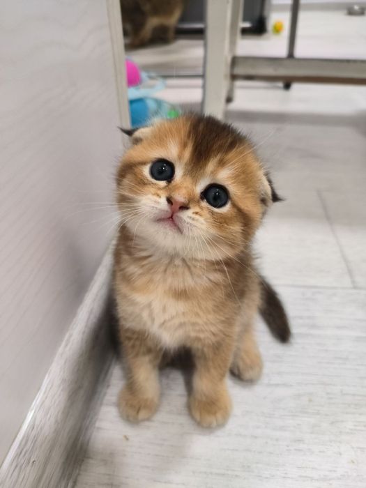 Котята от правильной вязки