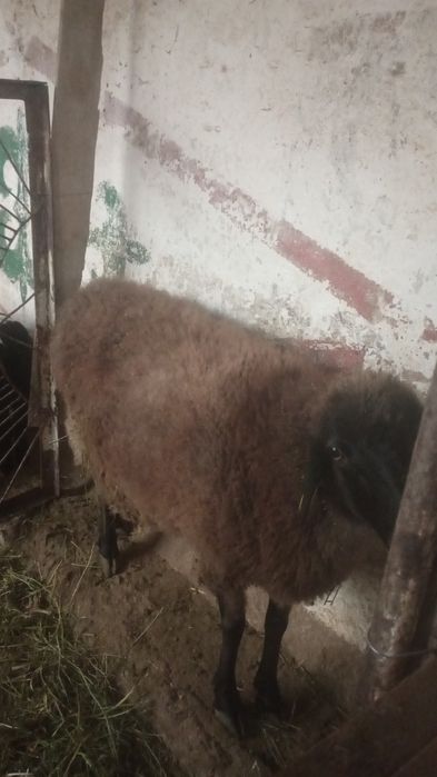 Қой (баран) сатылады (продаётся)