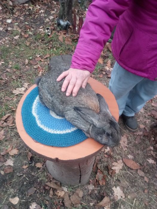 Iepuri rasa de Cluj secuiesc