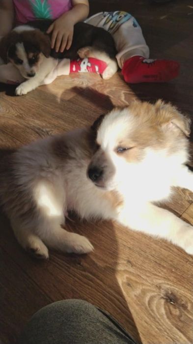 Подарявам бебенца кученца на 2 месеца