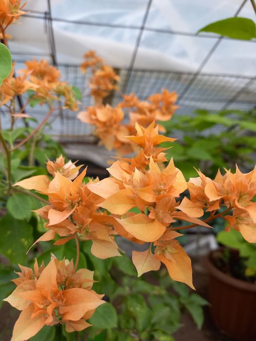 БУГЕНВИЛИЯ в горшках