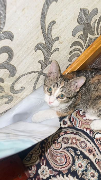 Кошка 2 месяца бесплатно