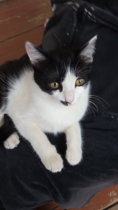 Отдам котят в добрые руки