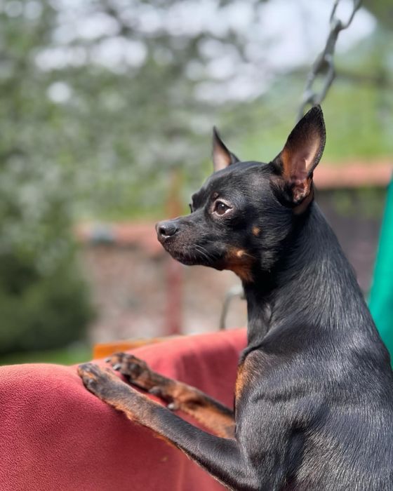 Вязка той-  терьер