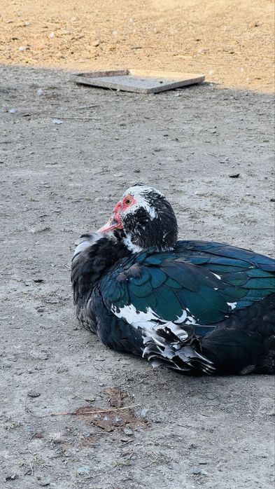 Продам индоуток молодых