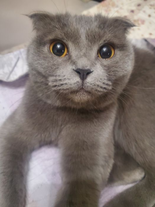 2 oylik juda quvnoq va chaqqon soğlom chista parodali mushuklar sotila