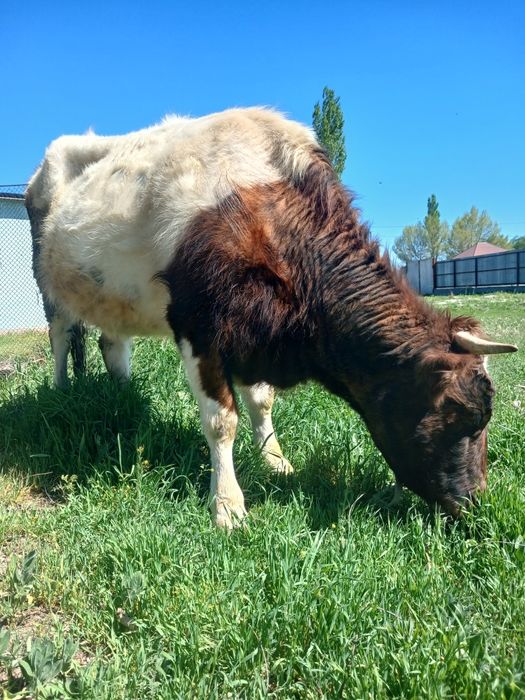 Сатылады бағасы 650000