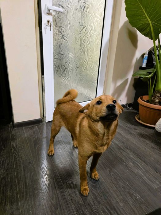 Продавам кученца Shiba Inu