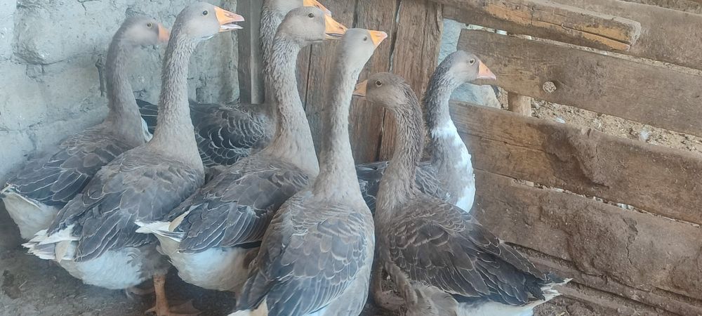 Гозлар сотилади катта ва йирик