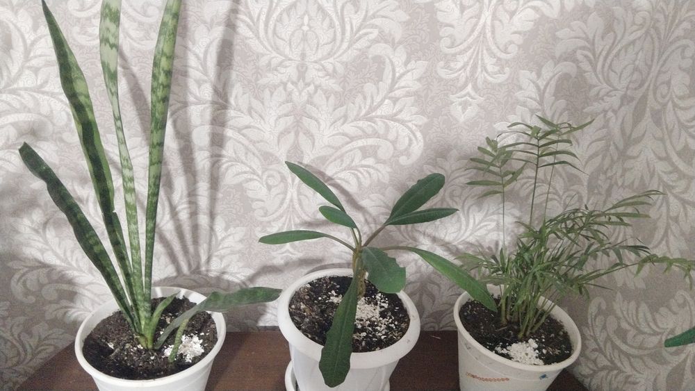 Цветы вырощеные в домашних условиях