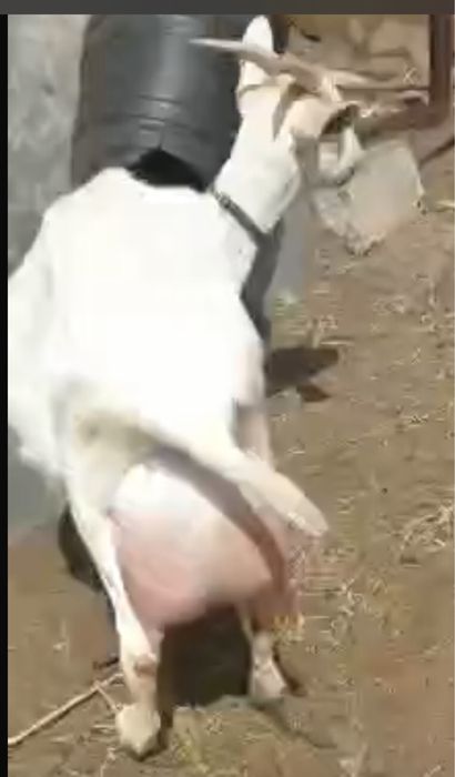 козлята молочные породы