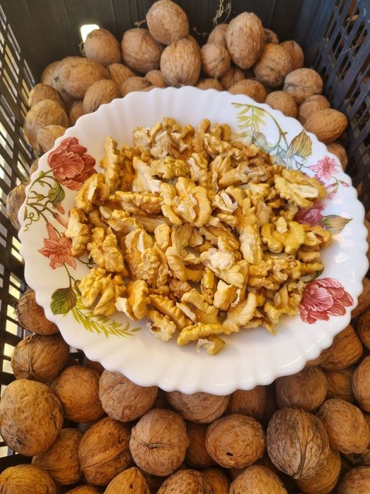 Nuci în coajă producție 2025