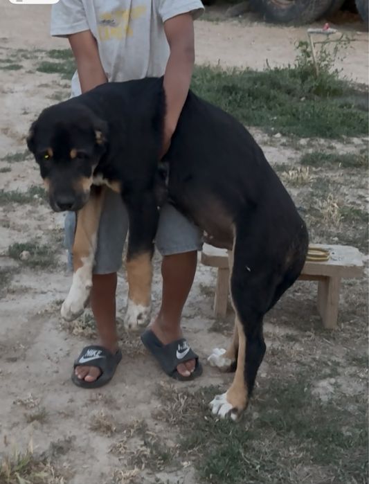 Сао 3,5 ай супер тяж