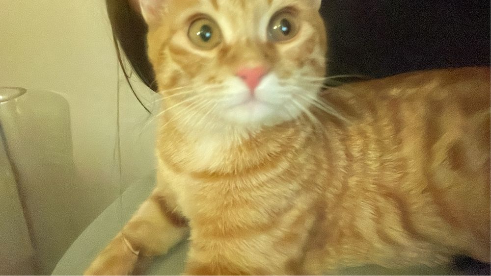 Рыжий котик ласковый