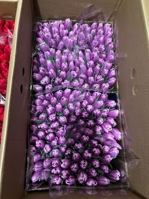 Тюльпаны в розницу Голландия