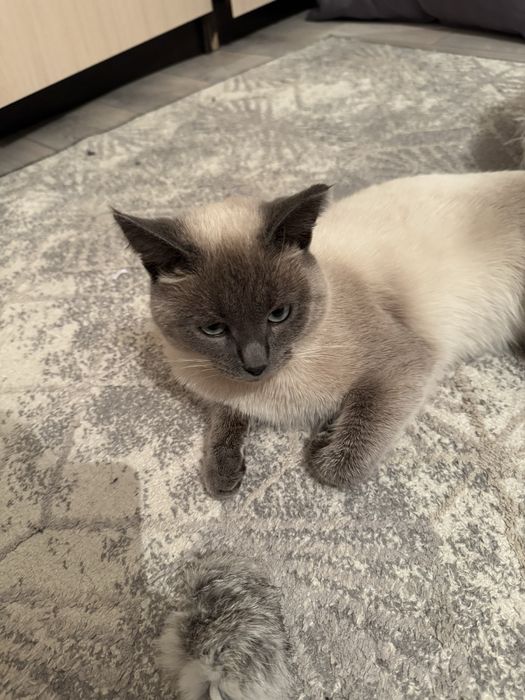 Отдам кота в добрые руки