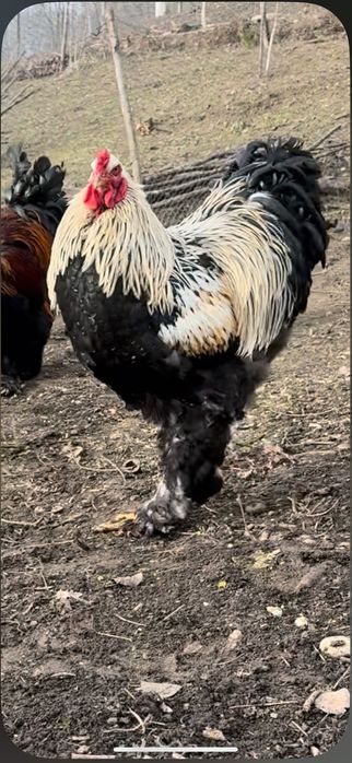 SUPER cocoși brahma !