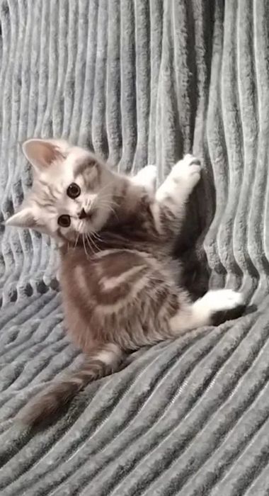 Британские короткошерстные котята