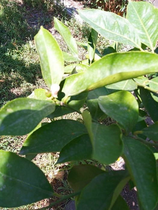 Продам большое плодоносящее дерево лайм