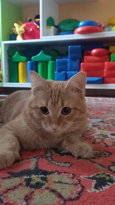 Отдам молодого котика