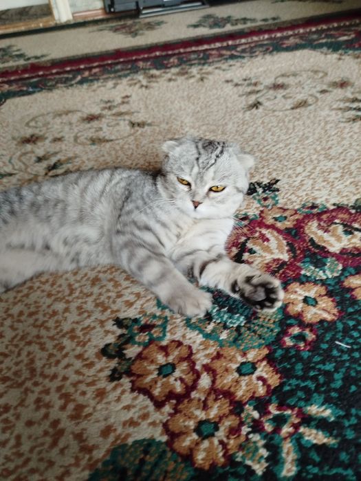 Британский кот продаю