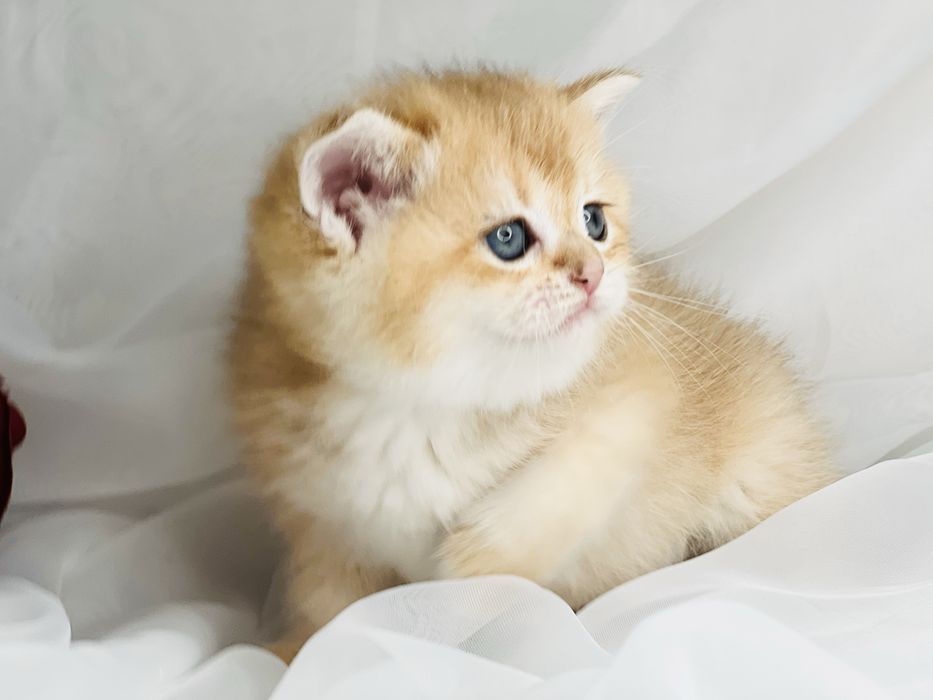 Девочка и мальчик  NY12