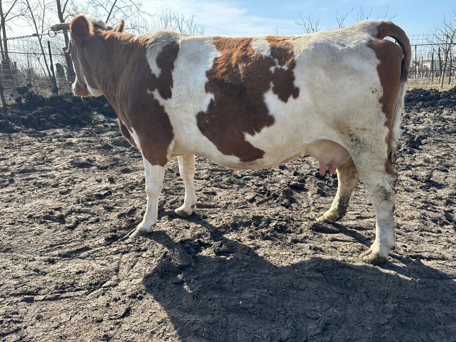 Vand vaca gestanta in 7 luni jumatate