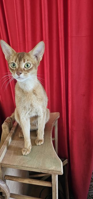 Котёнок 1,5 мес,мальчик. Мама абссинка
