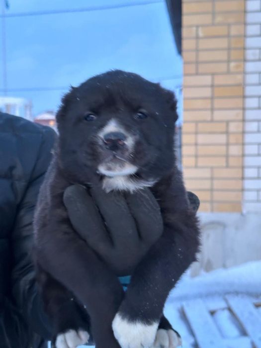 Щенки САО  40 дней 2 сучьки