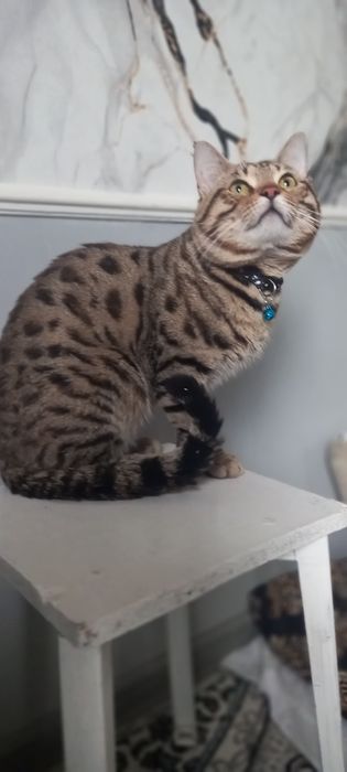 VYASKAGA toza nasl oliwni istaganla uchun