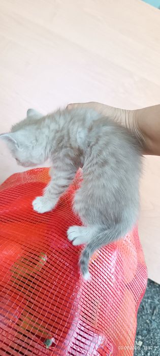 Котята полубританцы отдам
