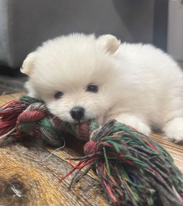 Девочка шпиц маленькая красотка