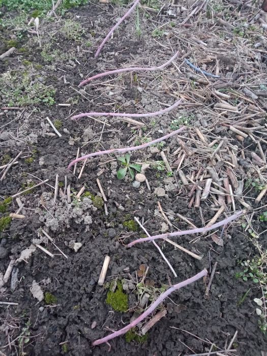 Саженцы малины кумберленд